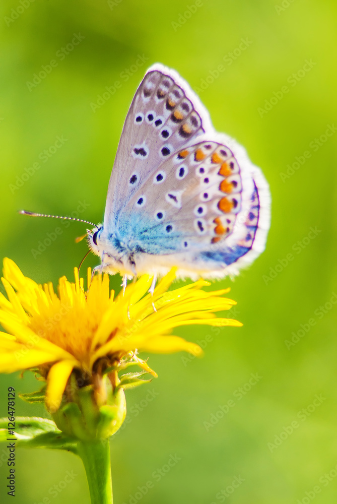 Butterfly on the yellow dandelion flower macro view Butterfly on the yellow dandelion flower macro view