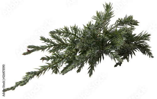 juniper twig isolated on white background