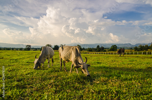 Farm cow on sunrise