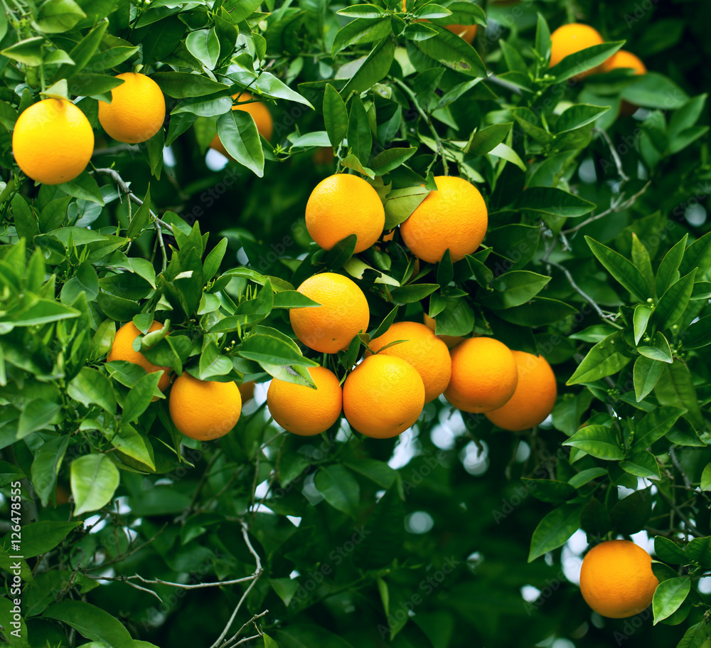 Ripe oranges hanging on a tree Ripe oranges hanging on a tree