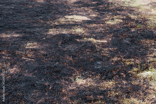 Ash burned dry grass land carbon CO2
