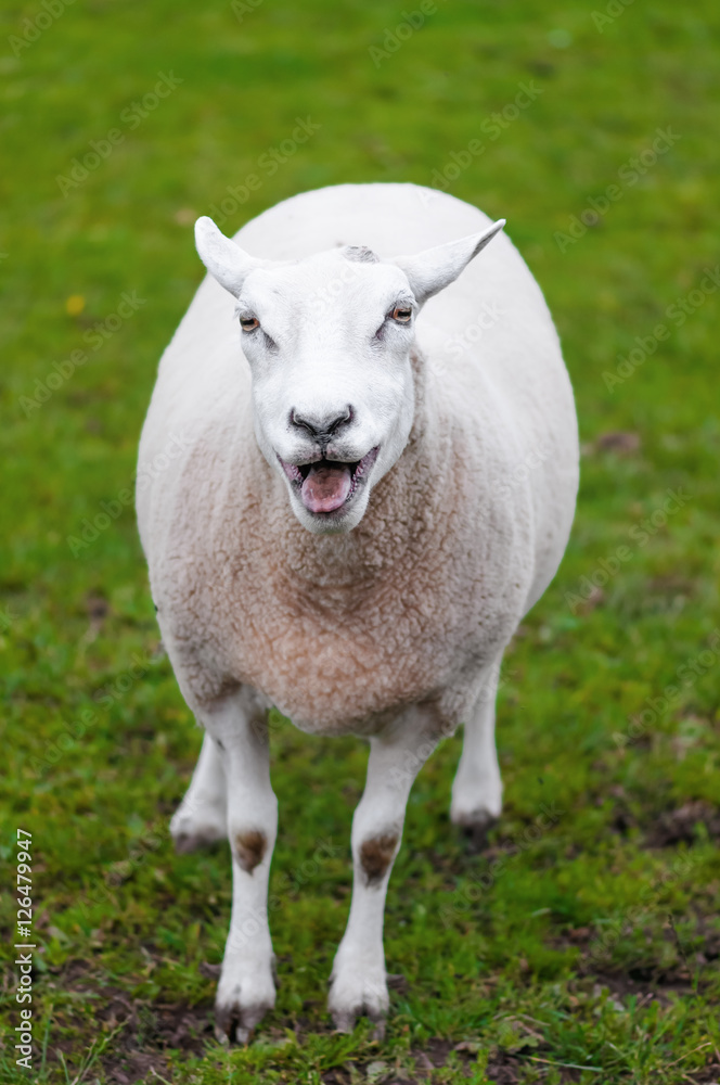 Happy sheep lamb calling her young green grass pasture Happy sheep lamb calling her young green grass pasture