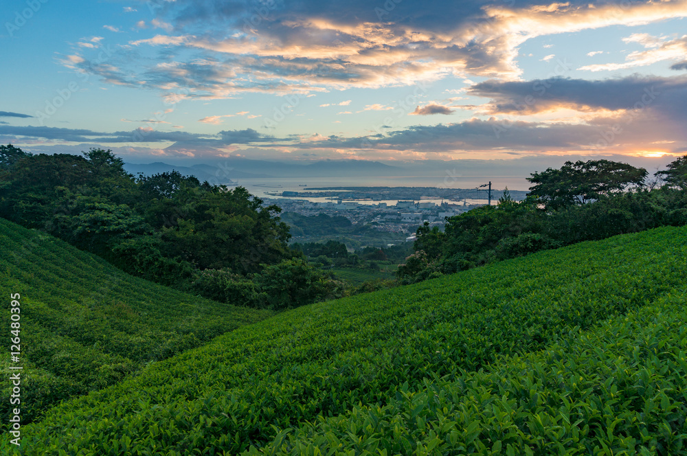 Sunrise on green tea plantation with city view