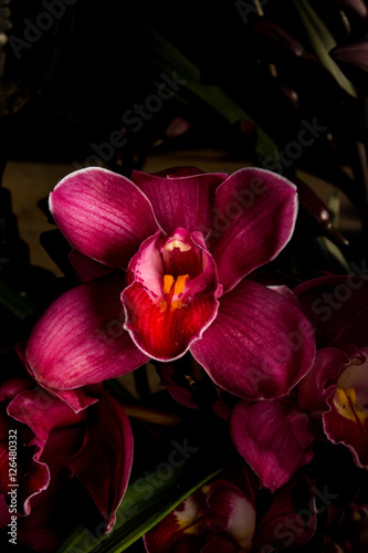 Fototapeta Naklejka Na Ścianę i Meble -  Red cymbidium Isolated on black background