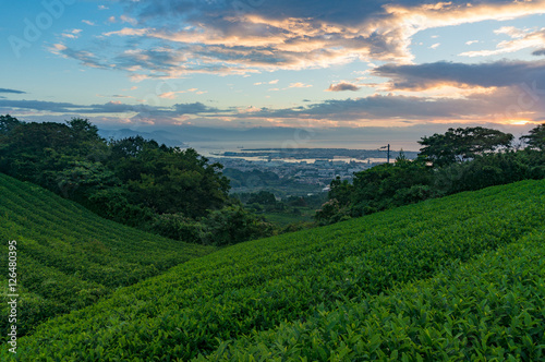 Sunrise on green tea plantation with city view