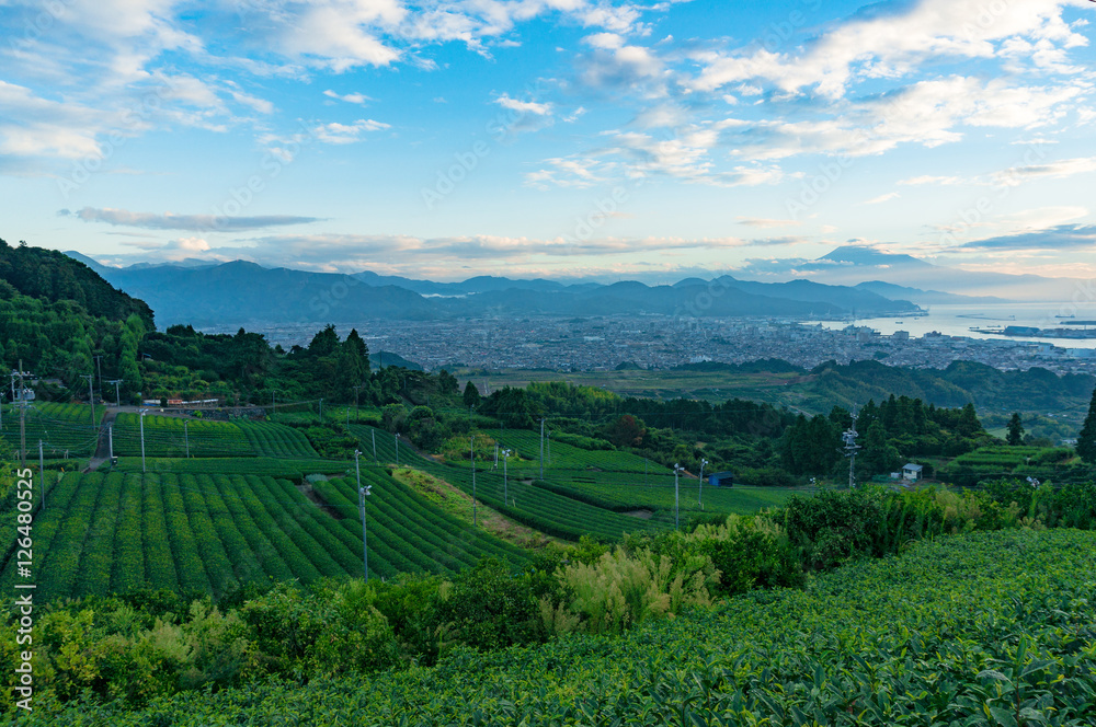 Aerial view of green tea plantations and Shizuoka city