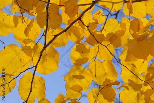 Yellow leaves of linden against the sky and the backlight. Autumn background from leaves of a linden. Yellow autumn leaves