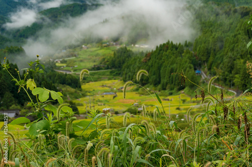 Close up of wild grass with rice field terraces on the backgroun photo