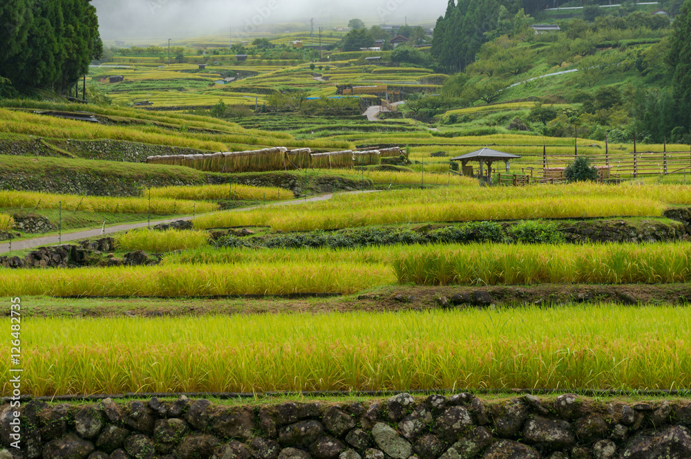 Rice paddy terraces on foggy morning