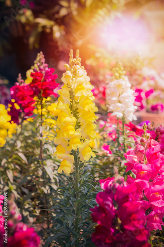 sunset and gladiolus flowers.
