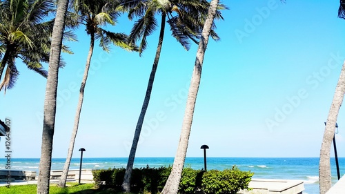 Blue sky and coconut tree tropical ocean view landscape © wandeaw