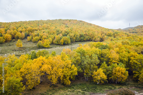 Fototapeta Naklejka Na Ścianę i Meble -  In autumn, trees on the hillside