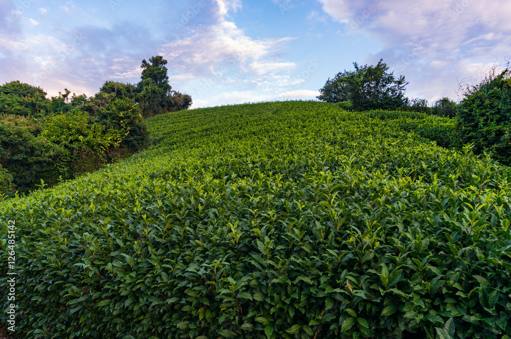 Beautiful fresh green tea plantation slope of Shizuoka
