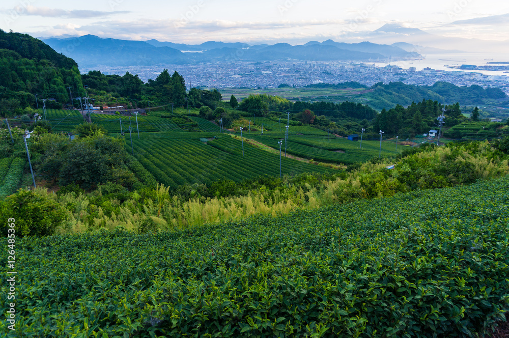 Aerial view of green tea plantations and Shizuoka city