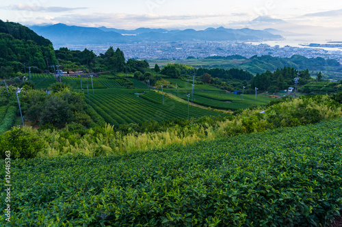 Aerial view of green tea plantations and Shizuoka city