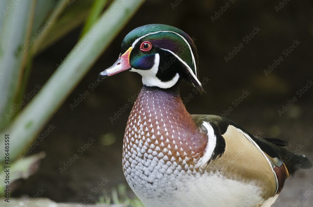 Carolina duck (Aix sponsa), also known as the wood duck. Wildlife bird Carolina duck (Aix sponsa), also known as the wood duck. Wildlife bird