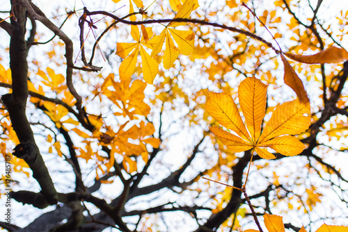 Tree in autumn sunlight