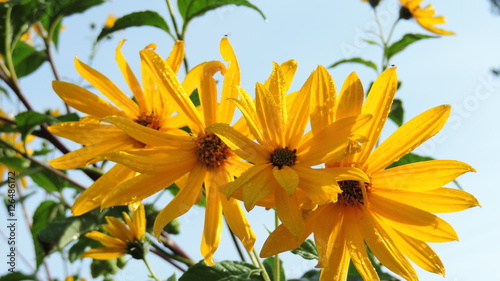 Gelbe Blüte im Sonnenschein