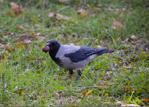 Crow holding an eagle in his beak. Hooded crow on the grass. A bird of the family Corvidae