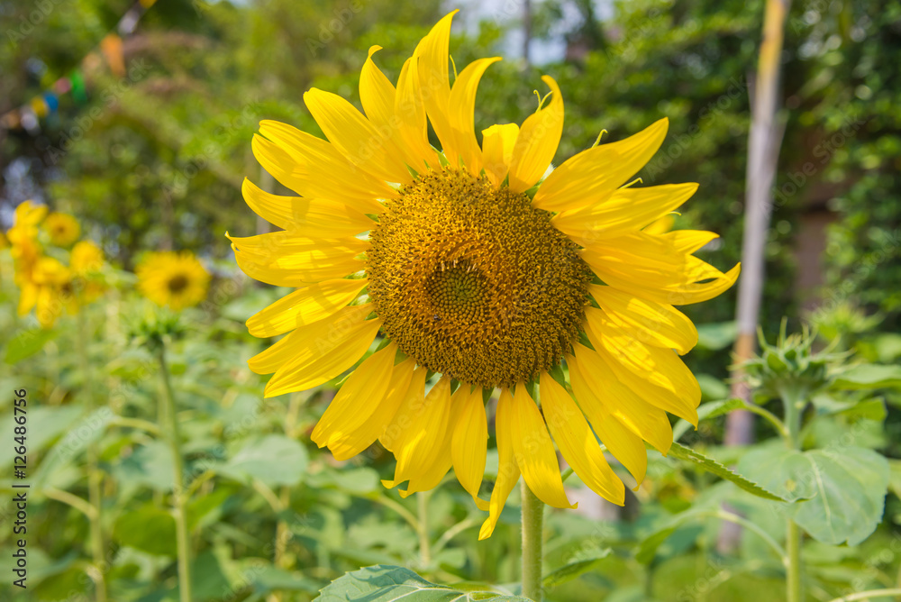 Beautiful sunflower blooming in nature,Tuscany sunflowers field Beautiful sunflower blooming in nature,Tuscany sunflowers field