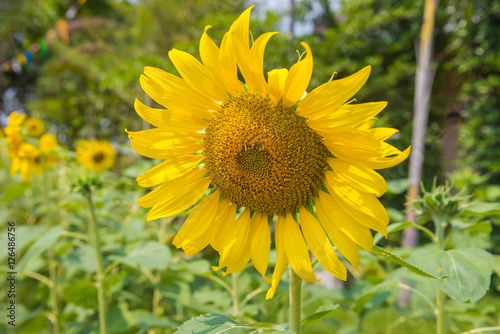 Beautiful sunflower blooming in nature,Tuscany sunflowers field