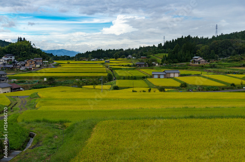 Japanese rural farmlands with patches rice fields, paddy