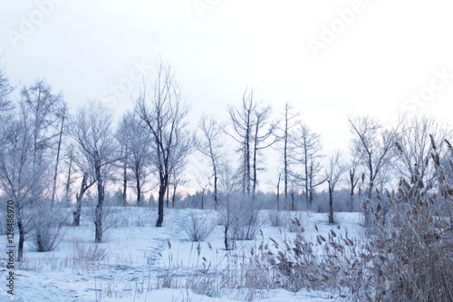 зимний пейзаж с деревьями, утро © danysharipova