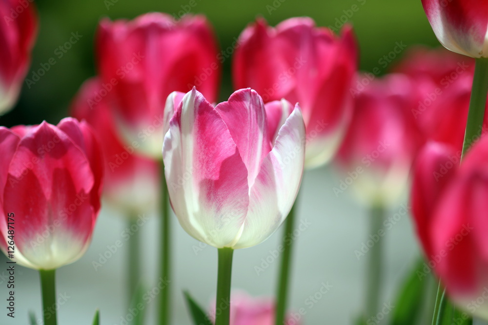 赤いチューリップ