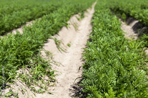 green carrot field