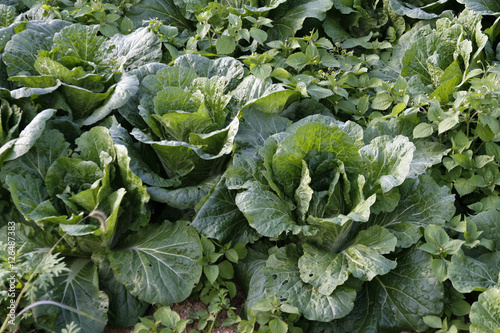 A close up view of cabbages in the field  korea   