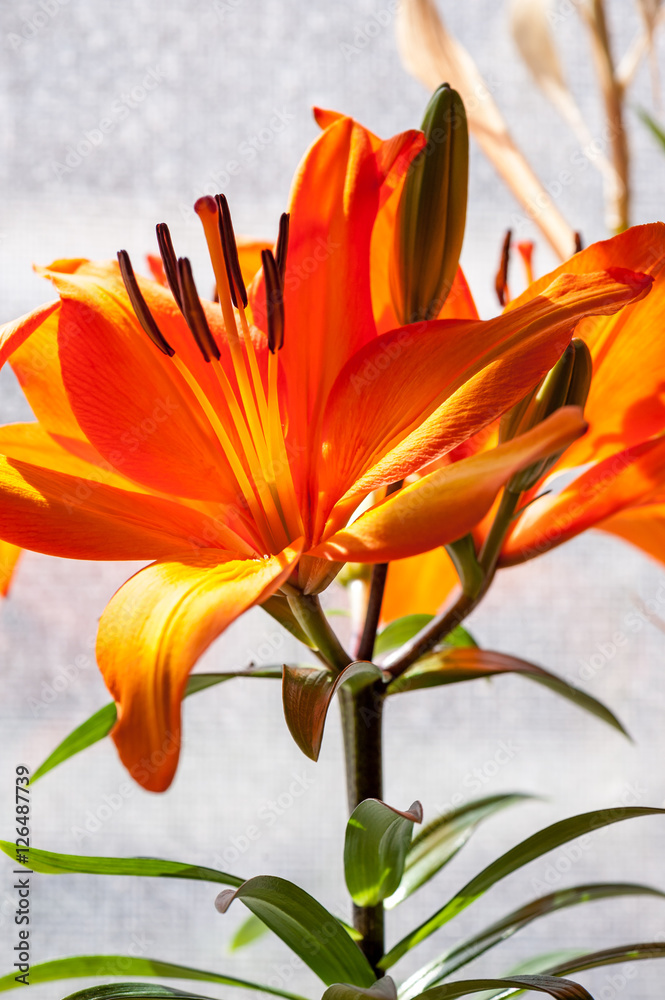 Obraz premium Orange Lily