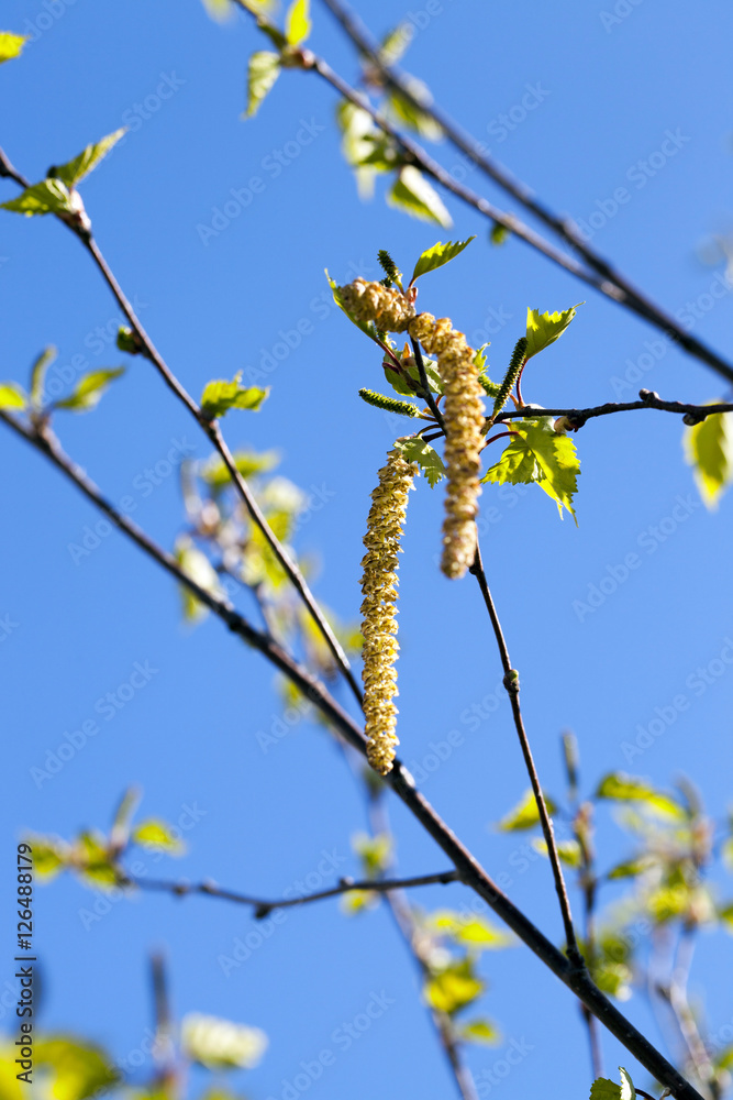 Obraz premium Młode liście brzozy