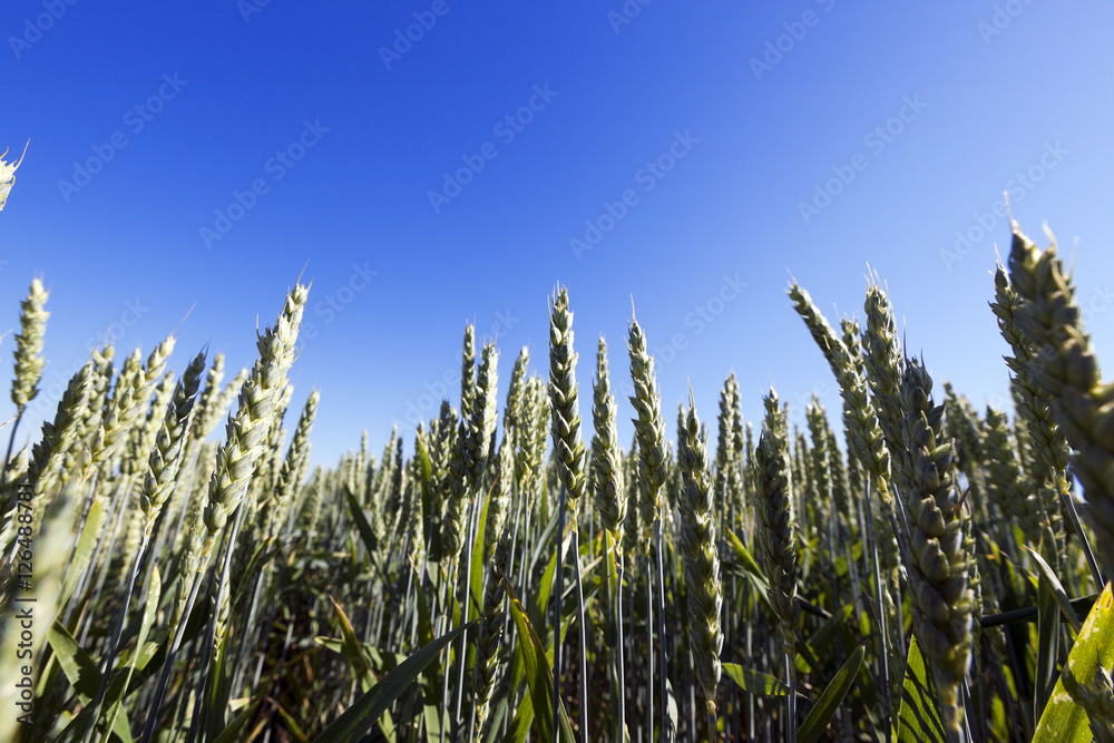 immature grass sky immature grass sky