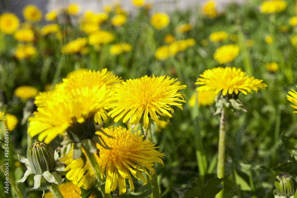 yellow dandelions in spring yellow dandelions in spring
