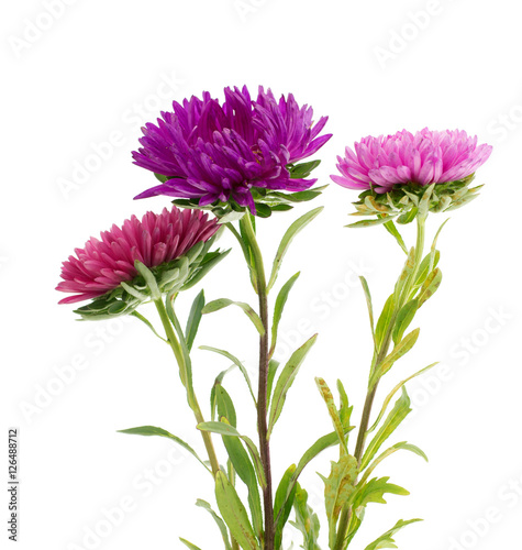  flower aster isolated on white background