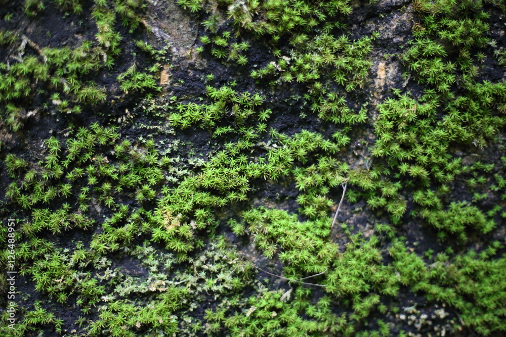 Moss on the rock