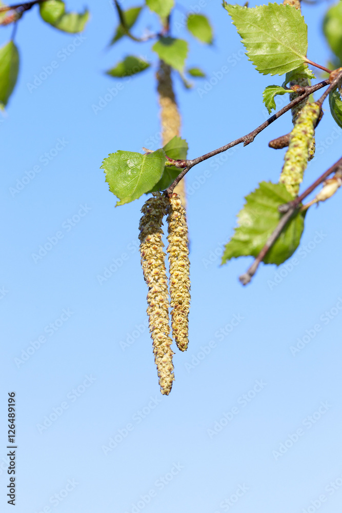Obraz premium Young leaves of birch
