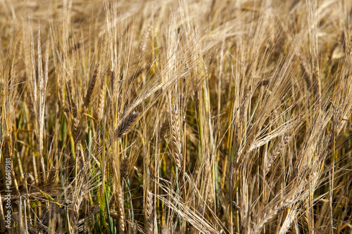 ripening cereals in the field © rsooll