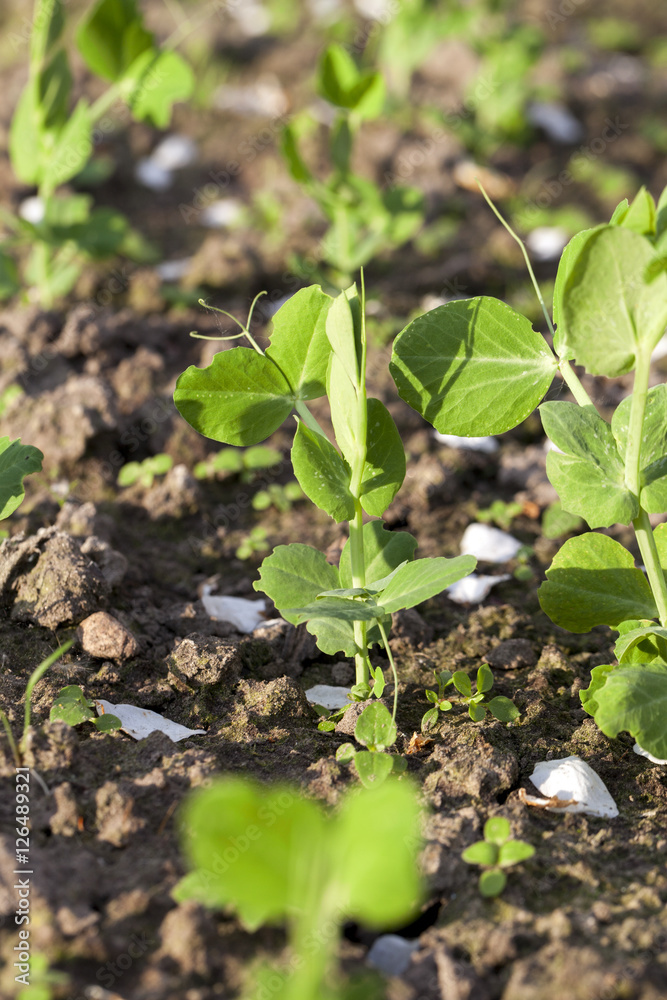 Obraz premium young green peas