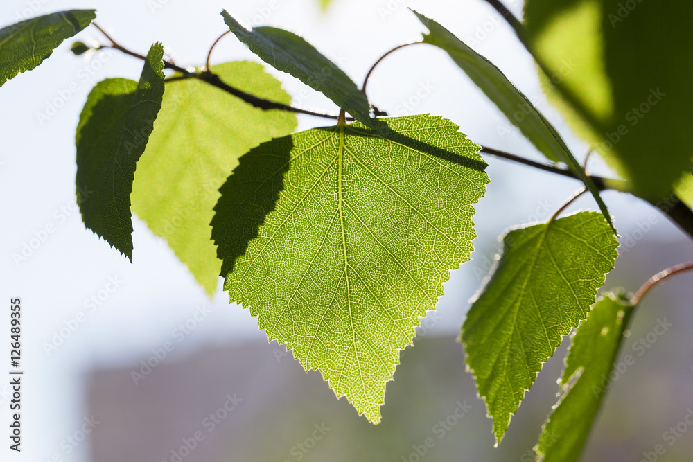 Fototapeta premium Young leaves of birch