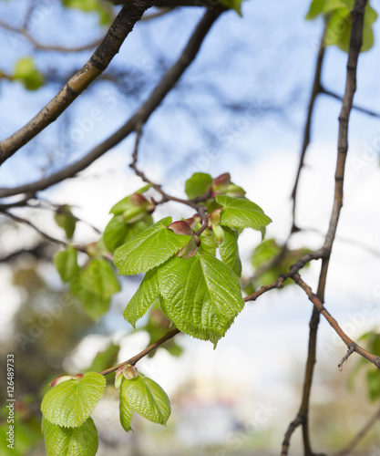 young leaves of linden tree