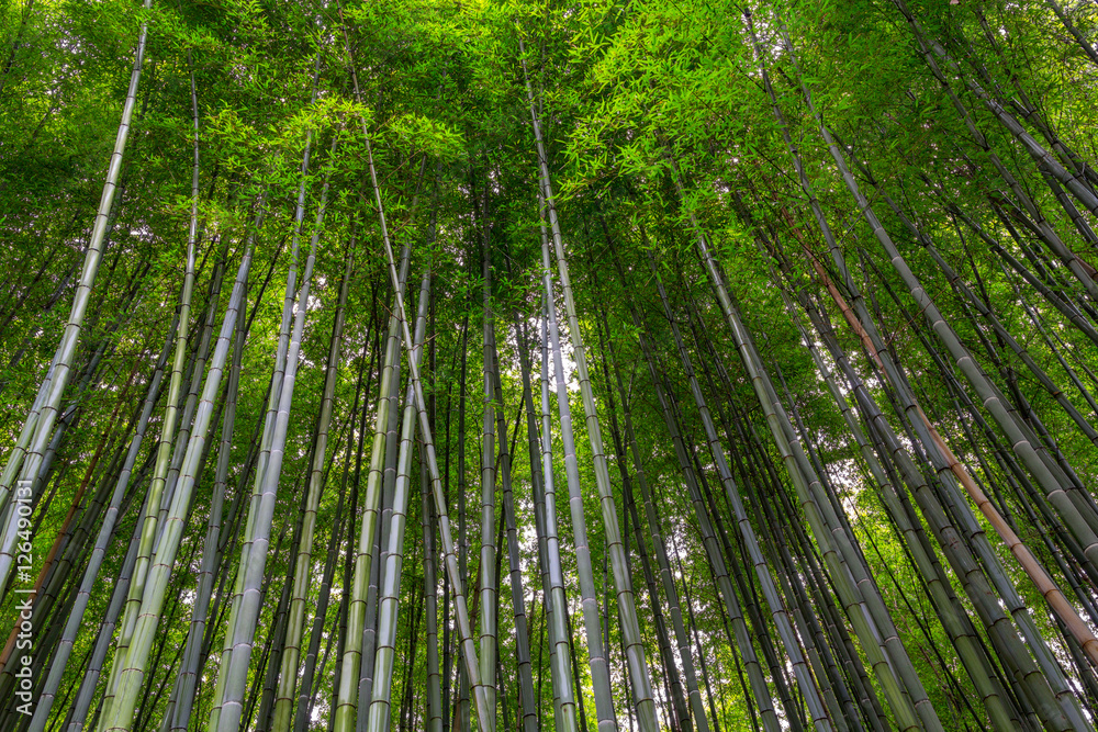 bamboo forest walking path with at Arashiyama, Kyoto - Japan.