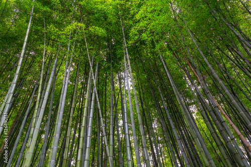bamboo forest walking path with at Arashiyama, Kyoto - Japan.