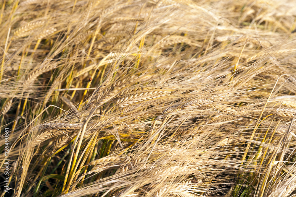 Fototapeta premium mature cereal, close-up
