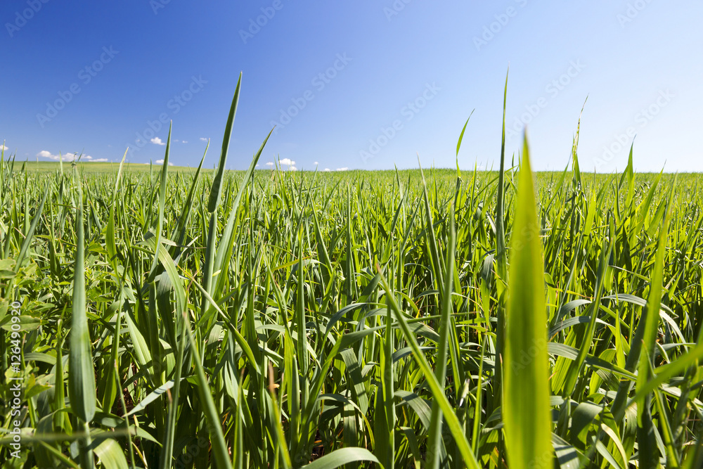 Obraz premium Field with cereal