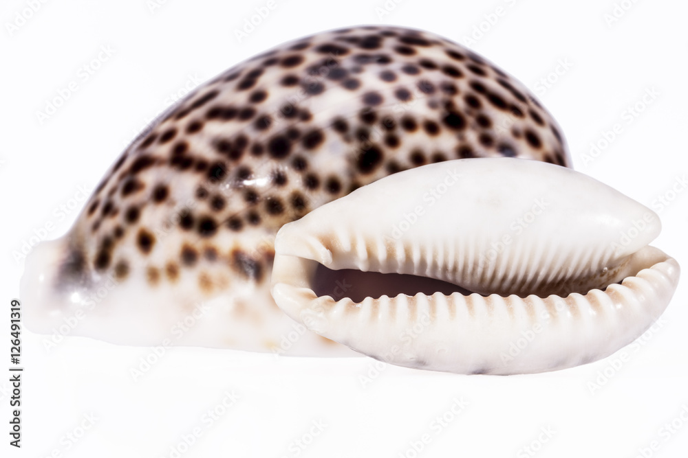 sea shells of tiger cowry isolated on white background sea shells of tiger cowry isolated on white background