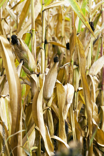 ripe corn, autumn