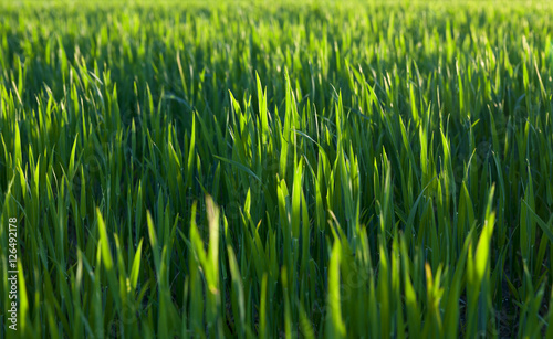 Field with cereal