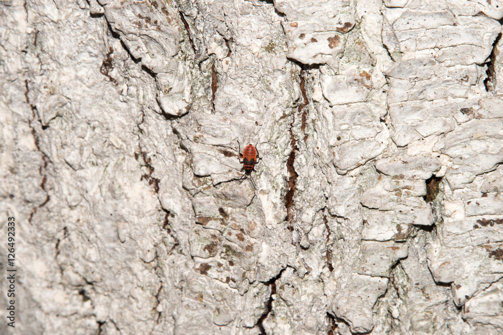 Bedbug-soldier on a tree trunk, red-black beetle. Whitening the bark of the old cracked wood for background and texture. Bedbug-soldier on a tree trunk, red-black beetle. Whitening the bark of the old cracked wood for background and texture.