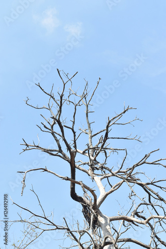 dry twig against blue sky